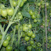 Vườn cà chua Rita tại Đức Trọng