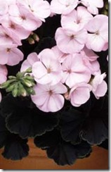 Black Velvet Appleblossom