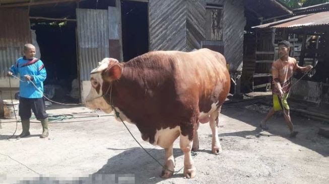 Menjelang Penyembelihan Slamet, Fino, dan Epah, Sapi-sapi yang Dibeli Jokowi