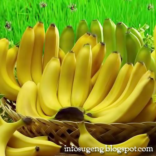 https://infosugeng.blogspot.com/2018/10/10-khasiat-buah-pisang.html