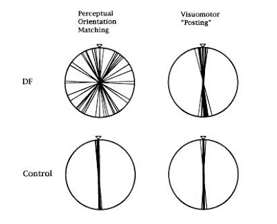 Agnosia on The Brain And The Sky  The Case Of Df  Visual Form Agnosia