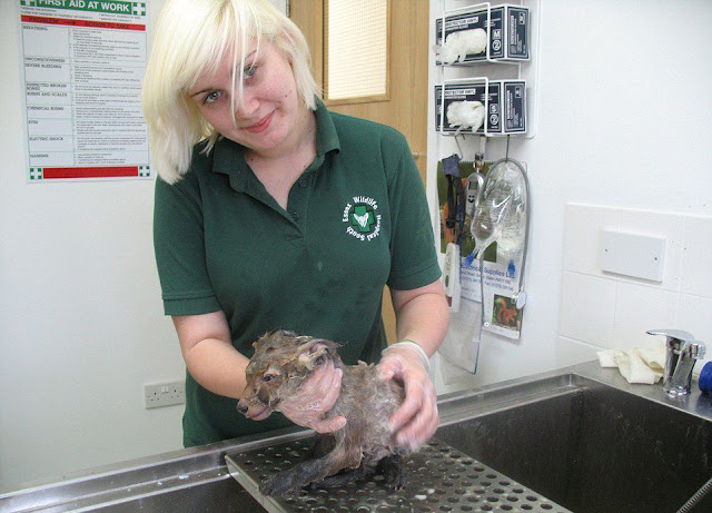 A fox cub caked in mud pit rescued from hole on a London construction site, baby fox, fox pictures