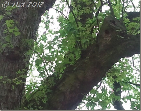 20120521_190138