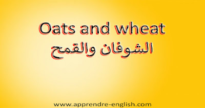 Oats and wheat الشوفان والقمح