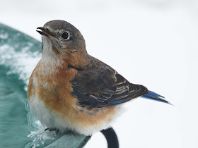 Female Eastern Bluebird by Jeanne Selep