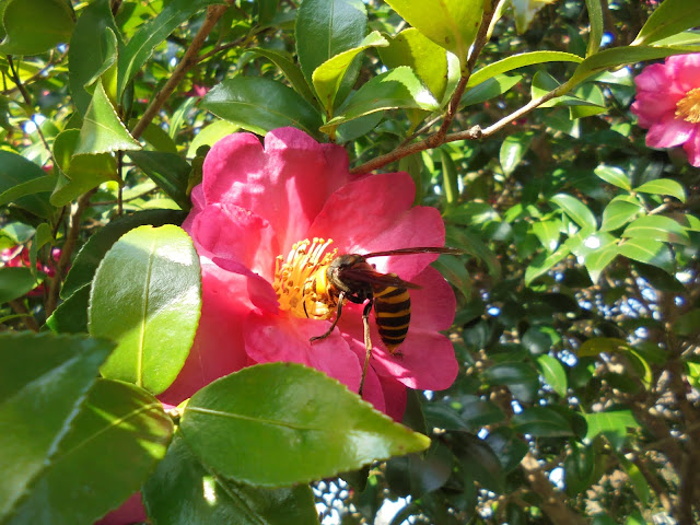 スズメバチがサザンカ（山茶花）の蜜を吸っていました