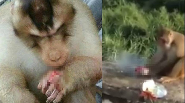 Kejam! Pria Ini Mengerjai Monyet Dengan Petasan, Jarinya Sampai Terluka Parah