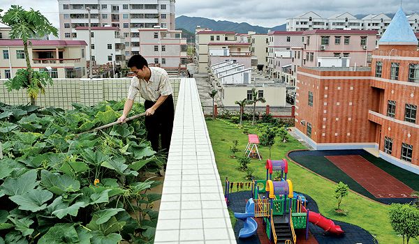 My little vegetable garden: Roof Top vegetable gardening