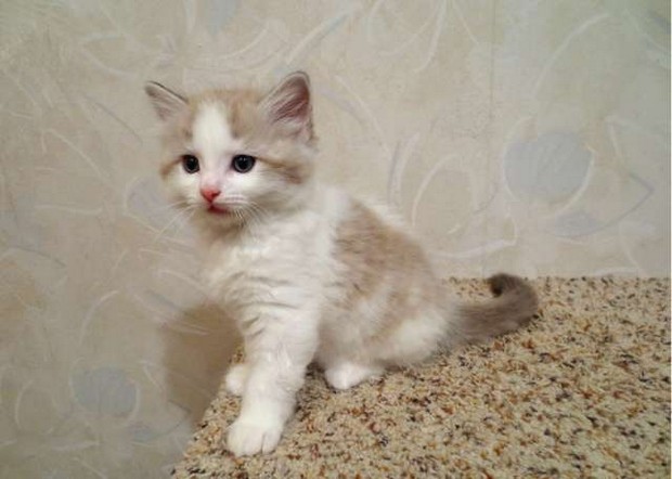 Small Cute Cymric Breed Cat kitten picture