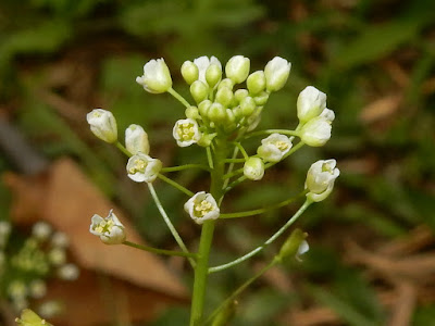 薺菜的花