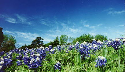 fotos de flores - flores azules