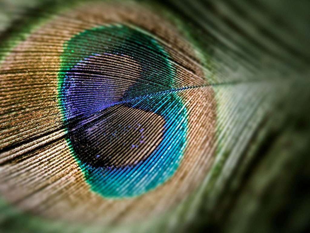 wallpapers: Peacock Feathers Wallpapers