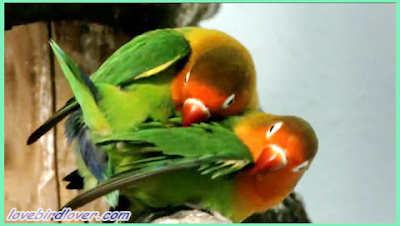 Cara Menaikan Birahi Lovebird