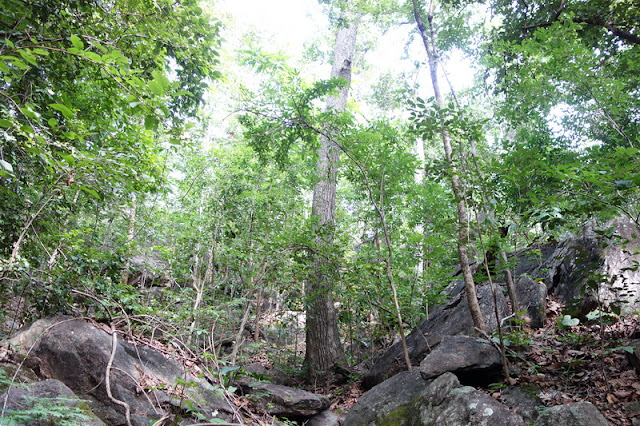 ob luang national park, obluang national park, obluang, op luang national park, opluang national park, opluang, ob luang, op luang