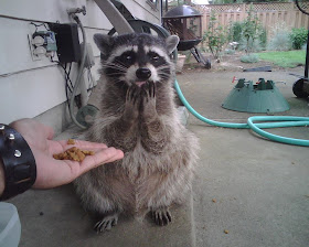 funny raccoon is shy, funny animal pictures of the week