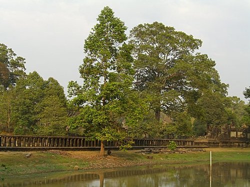 生活茶 柬埔寨吳哥五日遊 大吳哥城之彩虹橋 巴本宮 古皇宮 只剩天宮 鬥象台 古代法院 麻瘋王塔