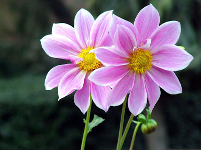 Flores color púrpura adornando el jardín