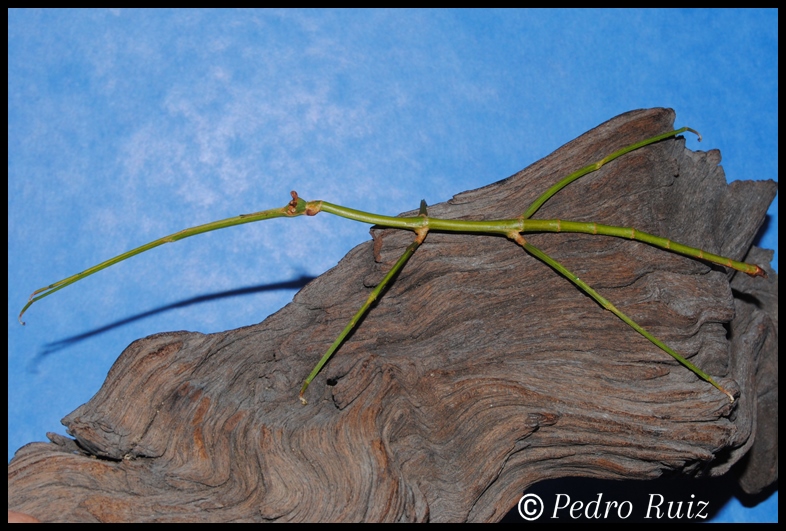 Ninfa hembra L7 de Ramulus nematodes, 12,5 cm de longitud