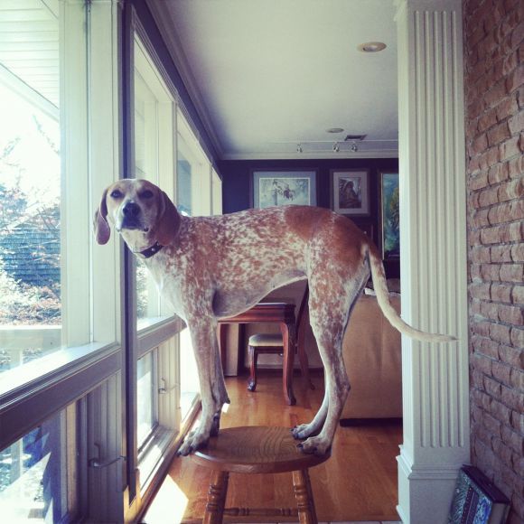 theron humphrey fotografia cachorro em cima de coisas se equilibrando maddie dog on things