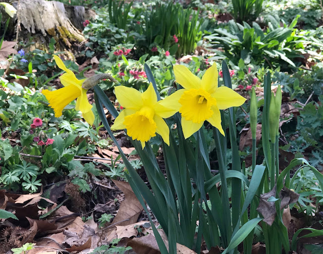 Spring bloom of yellow daffodils