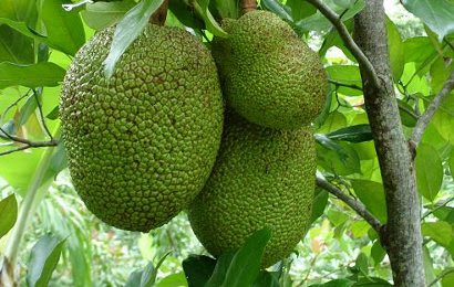 BUDIDAYA DAN PEMASARAN NANGKA Arthocarpus heterophyllus 