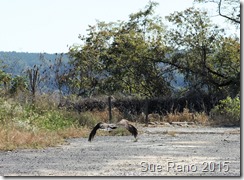 Sue Reno_Black Vultures_Image 1