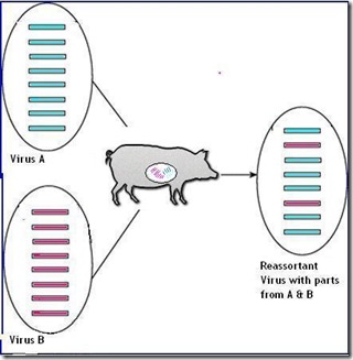 Reassortant pig