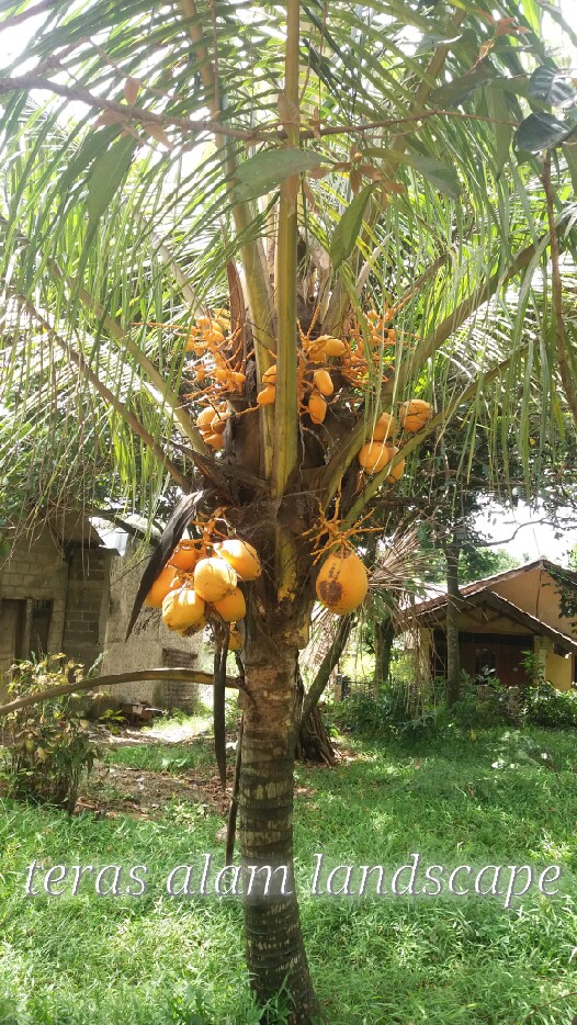 TERAS ALAM pohon kelapa gading jual pohon kelapa gading 