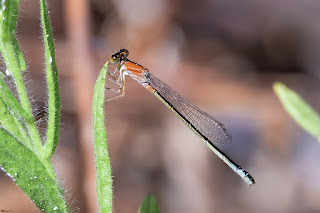 cola-azul-iberico-ischnura-graellsii-hembra-aurantiaca-