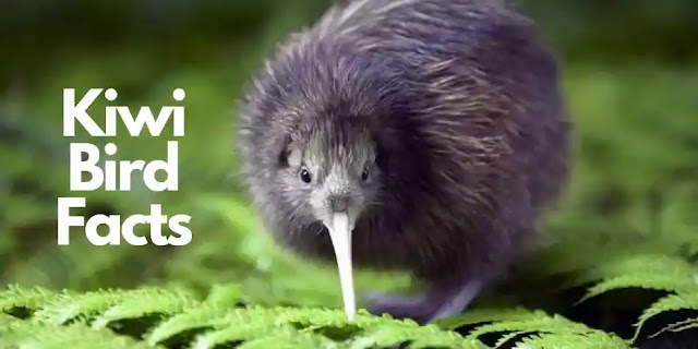 65 Facts About Kiwi (Bird) in Hindi