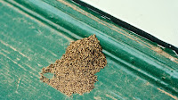 Termite - Termites Inside House