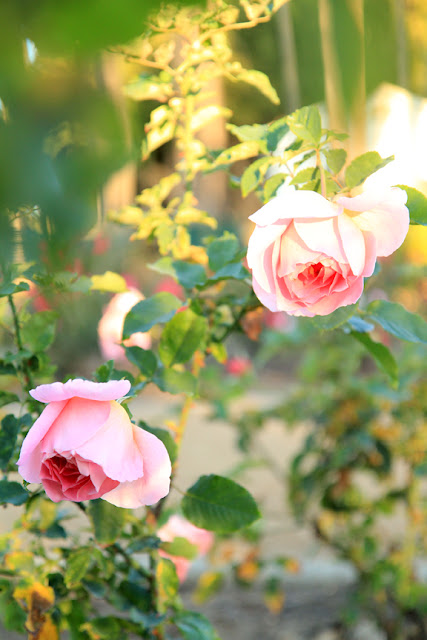 Pink Cottage Chic Roses Flower Photography by Mademoiselle Mermaid