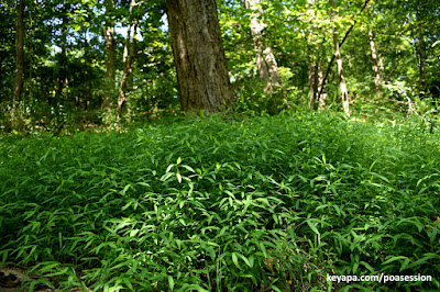 Japanese Stilt Grass (Microstegium vimineum)