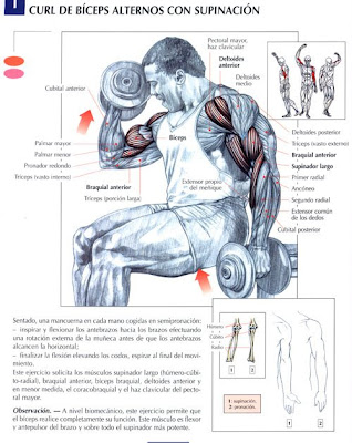ejercicios para el abdomen. Ejercicios Para Biceps