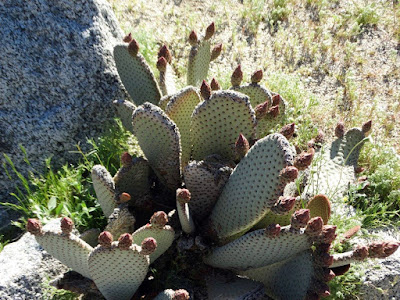 Anza Borrego Desert Bloom