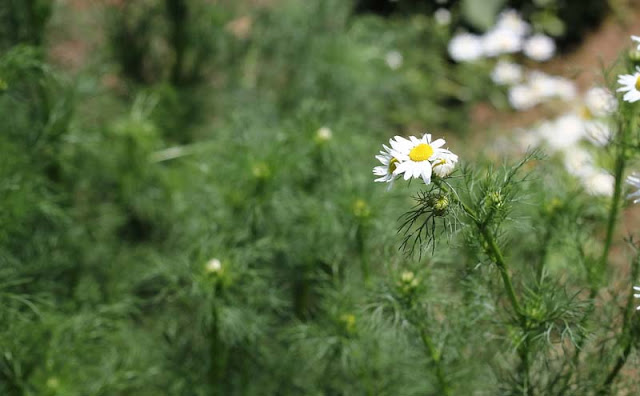 Mayweed Flowers Pictures