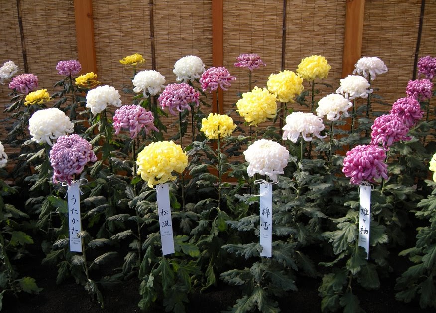 Growing with plants: KIKU  The Art of the Japanese Chrysanthemum at 