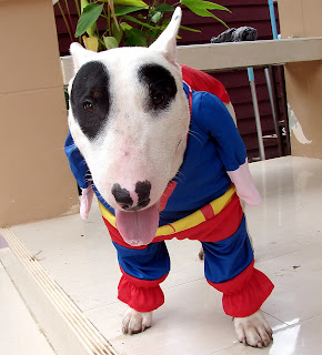 Bull Terrier Panda Super Hero Gallory 2 : น้องหมาในชุด ชุปเปอร์ฮีโร่ 