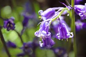 Bluebells - by A Handmade Cottage
