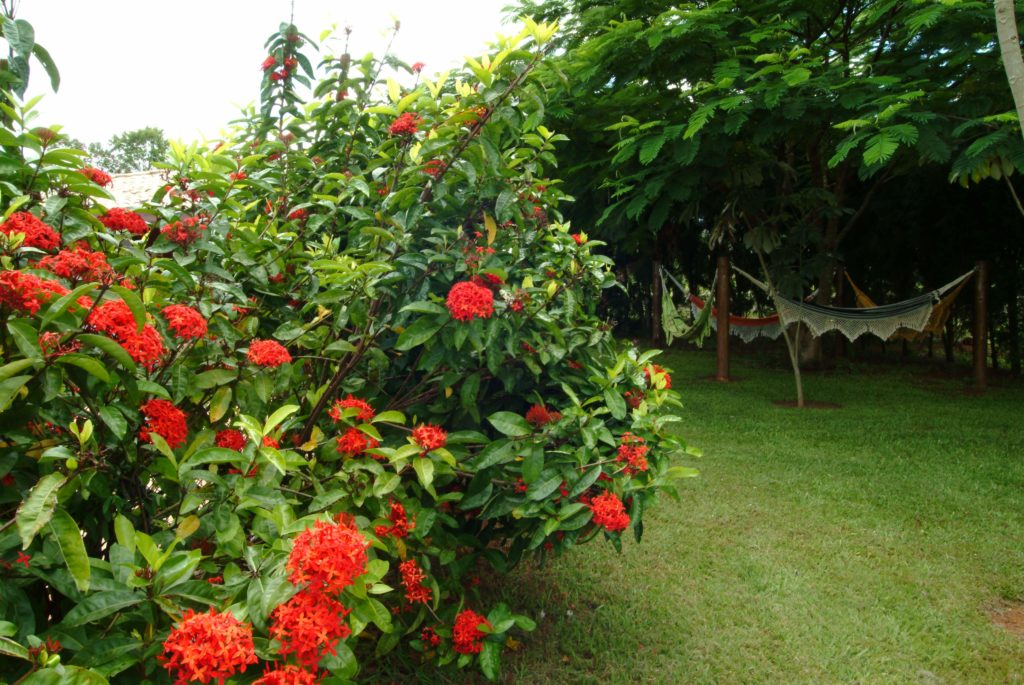 A Ixora Coccinea, a flor que mantém o jardim sempre bonito