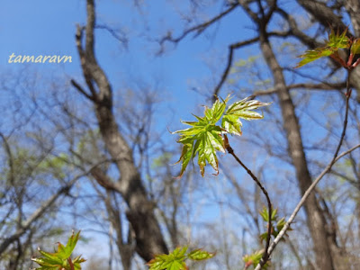 Клён мелколистный / Клён моно (Acer mono)