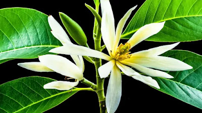 Mitos dan Manfaat Bunga Kantil atau Cempaka Putih