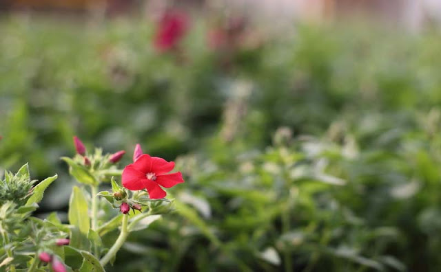 Phlox Flowers Pictures