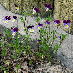Viola tricolor - Fiołek trójbarwny pokrój