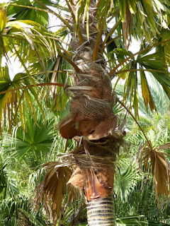 Saribus rotundifolius - Saribus à feuilles rondes