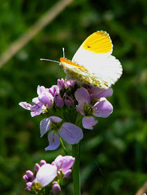 Orange-tip butterfly Anthocharis cardamines. Indre et Loire. France. Photo by Loire Valley Time Travel.