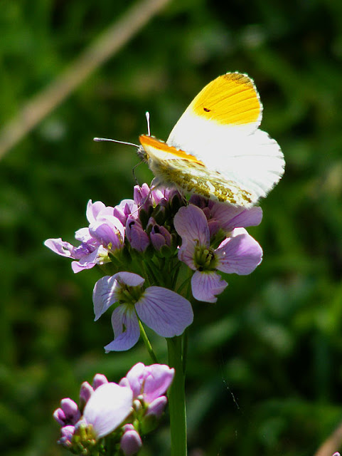 Photograph Susan Walter. Tour the Loire Valley with a classic car and a private guide.