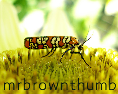 colorful moth! helpful against invasive species! - Wild