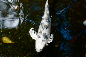 Butterfly Koi Fish Pictures- The Dragon with a longfin