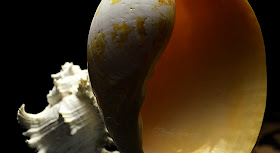 World of Shells at Fernbank Museum of Natural History